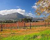 The iconic vineyards of the Cape winelands.