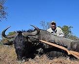 Blue wildebeest are common animals.