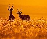 A golden sunset in Bontebok National Park.