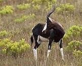Bontebok are endemic to South Africa.