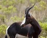 Bontebok were almost hunted to extinction in colonial times.