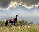 A bontebok pauses in the veld at midday.