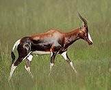 The bontebok is a striking-looking antelope.