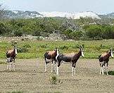 A handsome herd of bontebok.