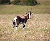 Bontebok are closely related to blesbok.