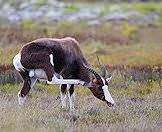 The bontebok is characterized by its deep colors.