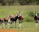 A family of bontebok in a national park.
