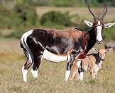 Bontebok calves are born lighter and grow darker with age.