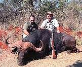 Trust your professional hunter when hunting buffalo.