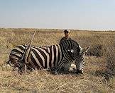 The zebra is highly dependent on water and good grazing.