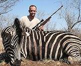 The zebra's striking appearance makes it a great trophy choice.