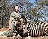 Zebras are popular amongst plains game hunters.