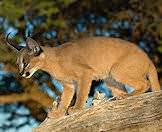 A caracal cub watches from a tree.