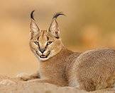 Though common, the caracal can only be hunted in the Eastern Cape.