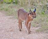 A caracal encountered in the bush.