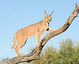 Caracals are accomplished climbers.
