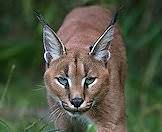 The caracal is a handsome medium-sized cat.
