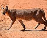 The caracal's Afrikaans name translates to 'red cat'.