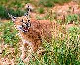 Caracals can be quite aggressive when threatened.