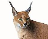 Carcals are similar to North America's lynxes.