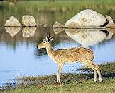 Reedbuck are typically found around permanent water sources.