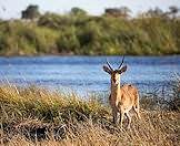 Hunt the common reedbuck with ASH Adventures.