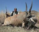 An eland hunt in the Free State.