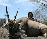 The eland bull's horns are thicker than the cow's.