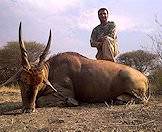 A hunter stand triumphantly alongside his eland trophy.
