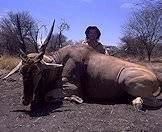 Hunt the mighty eland with ASH Adventures.