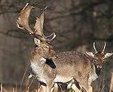 Only male fallow deer carry antlers.