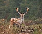 Fallow deer in enjoy the cooler climes of the forest.