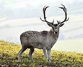 White fallow deer are but a color variation.