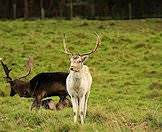 Fallow deer are available in various shades.