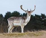 Fallow deer are indigenous to Europe.
