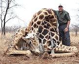 A giraffe hunt is an indelibly thrilling experience.