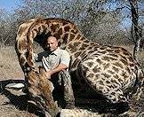An old giraffe bull hunted on safari in South Africa.