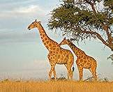 Giraffes favor the leaves of the camelthorn tree.