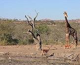 Giraffes are typically encountered in dry woodland areas.