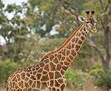 Giraffes can inflict suprising damage with their short horns.