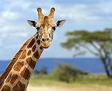 Giraffes are common across much of Southern Africa.