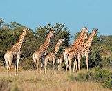 Giraffes can be quite sociable.