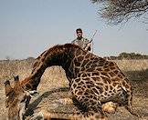 A giraffe hunt conducted in South Africa.