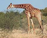The giraffe is the world's tallest land mammal.