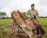 Giraffe hunting is typically conducted walk-and-stalk style.