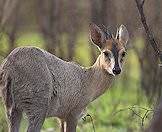 The grey duiker derives most of his moisture from browsing.