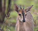 The grey duiker is a handsome little antelope.