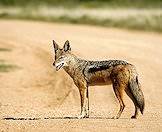 Jackals are popular additions to hunting packages.