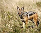 Jackals can adapt well to a variety of habitats.