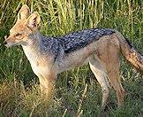 Black-backed jackal occur on many hunting concessions.